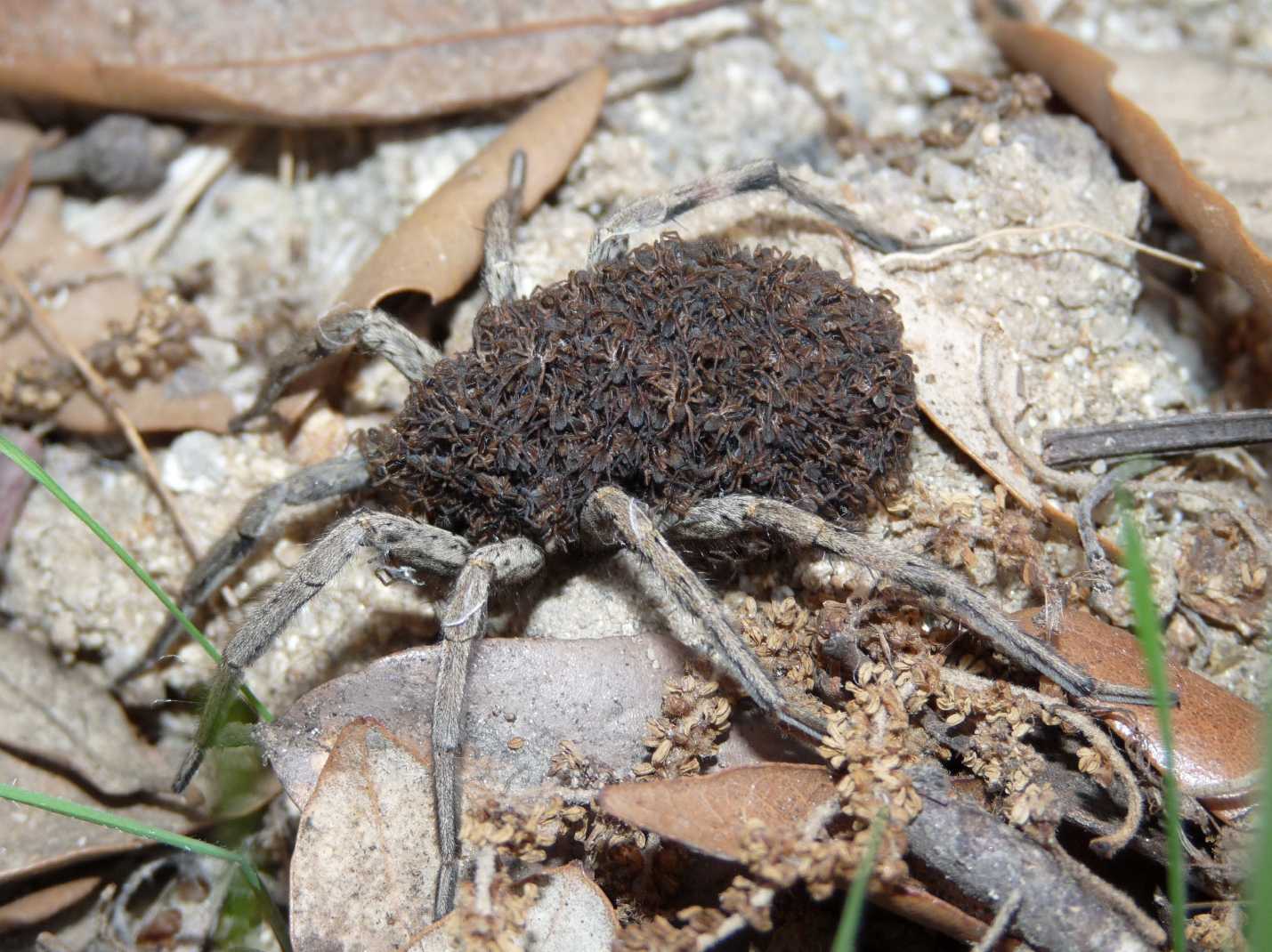identificazione senza foto (hogna radiata con piccoli)